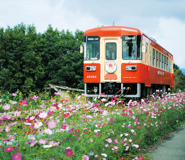 沿線のコスモスの中を走る列車の様子