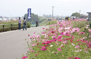 北野コスモス街道