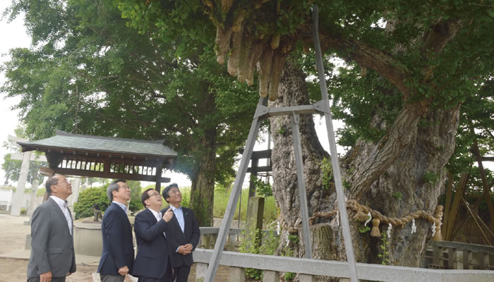 内にそびえる推定樹齢1900年を超える、県指定の天然記念物の大イチョウ