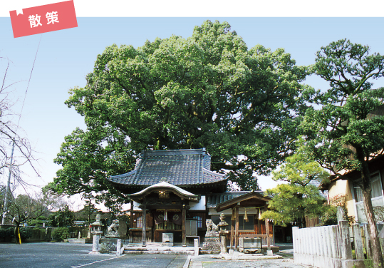 安長寺のオオクス（女楠）