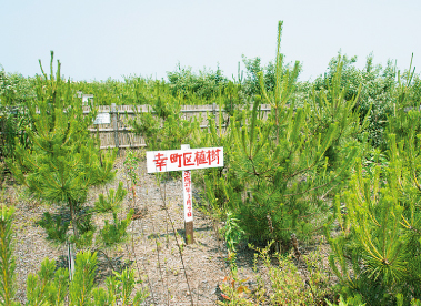 植樹されたマツの様子