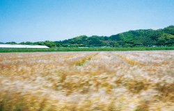 福岡から糸島の道中のスナップ写真14