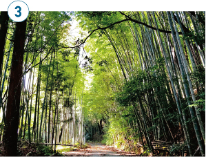 合馬（おうま）の竹林の写真