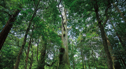 小石原コースの写真