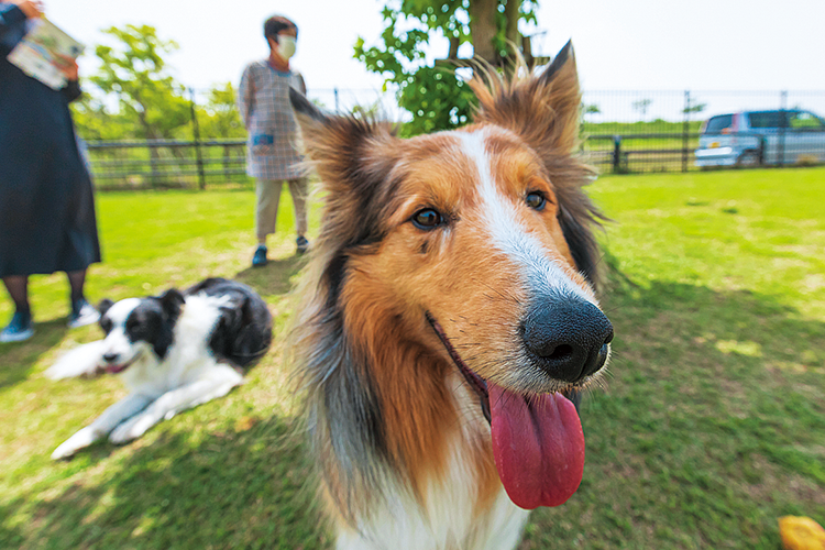 犬の写真