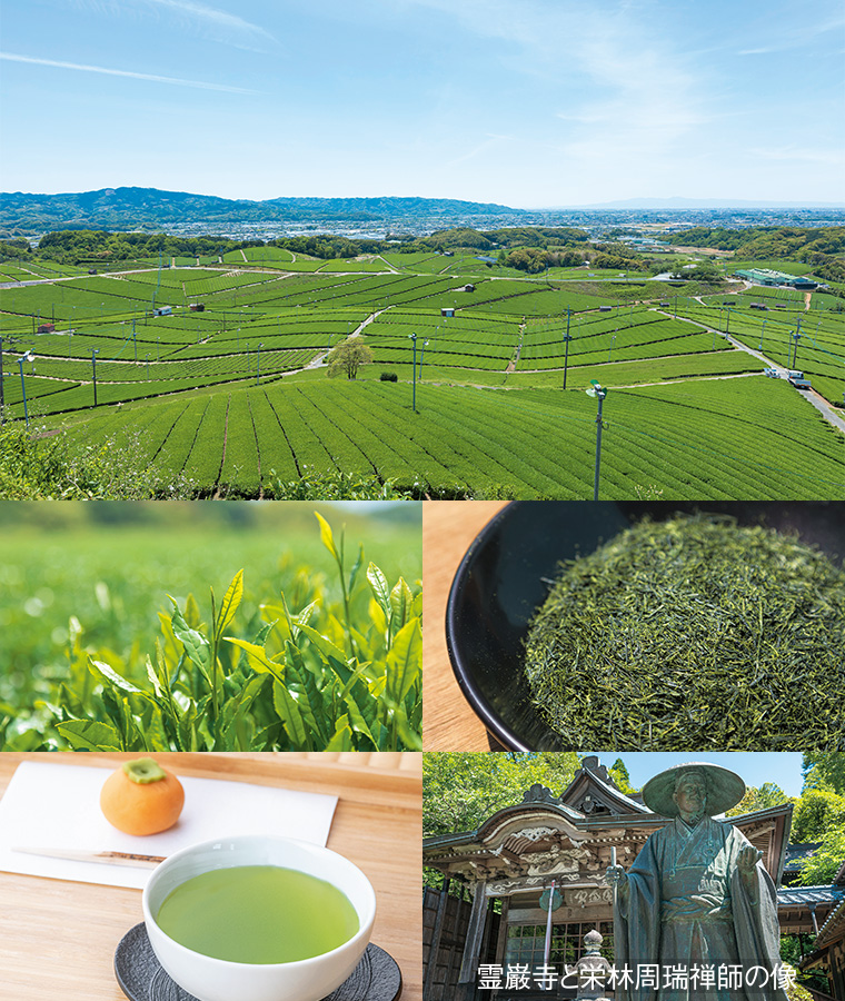 広大なお茶畑やお茶の葉、霊巌寺の写真