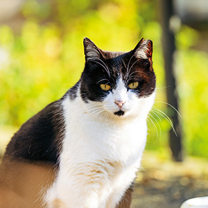 さくら耳のある猫の写真