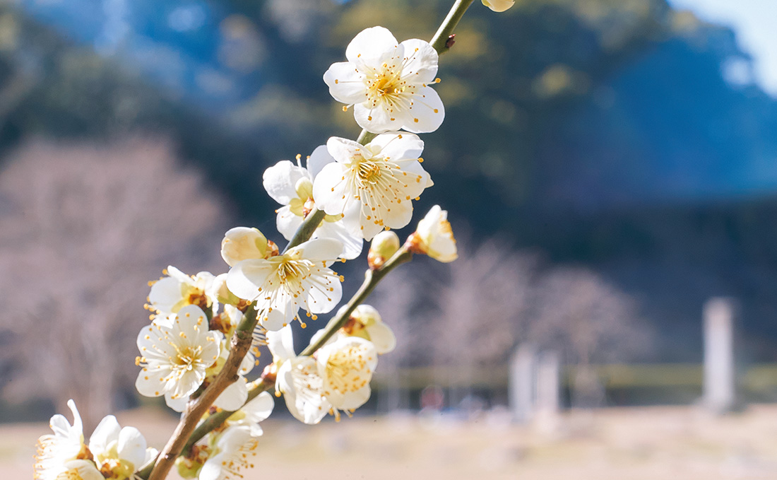 梅の花の写真