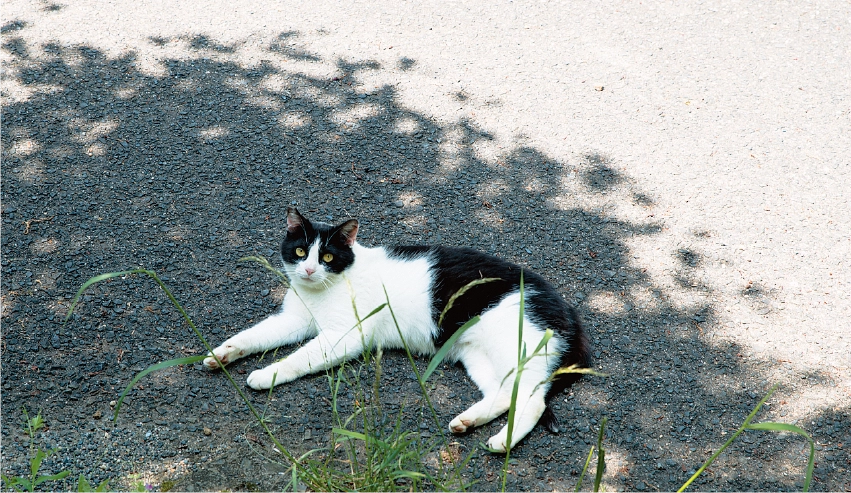 猫の写真