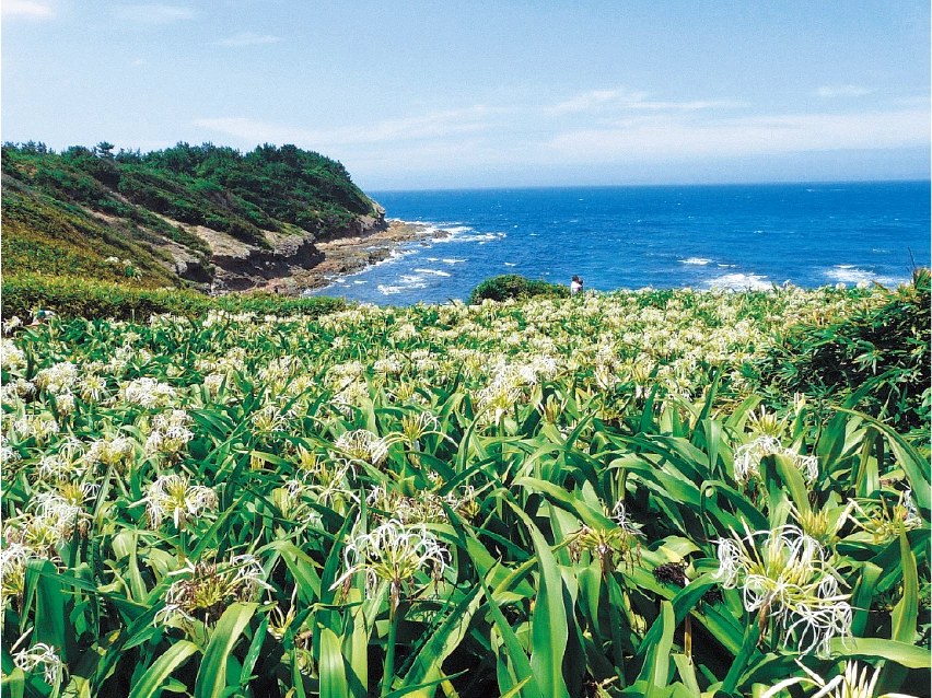 夏井ヶ浜のはまゆう自生地の写真