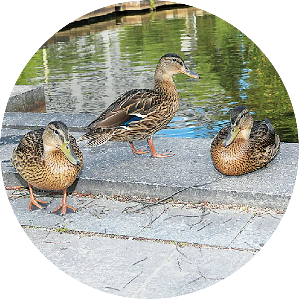 東公園の写真3