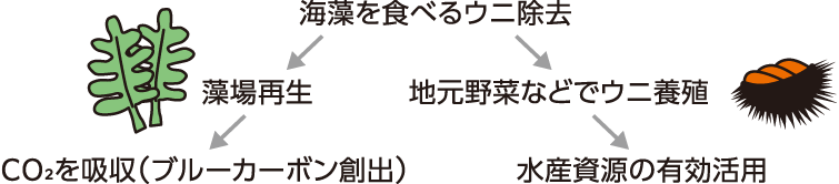 海藻を食べるウニ除去→藻場再生→CO²を吸収（ブルーカーボン創出）、海藻を食べるウニ除去→地元野菜などでウニ養殖→水産資源の有効活用