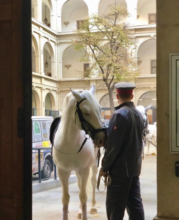 オーストリアのスペイン乗馬学校の馬の様子