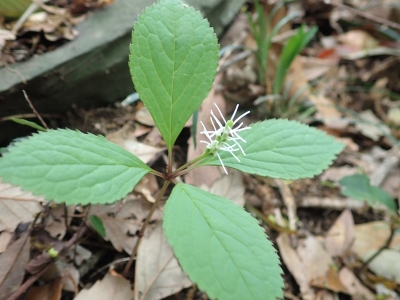 キビヒトリシズカ