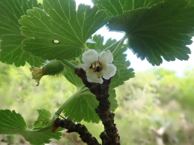 ヤシャビシャク