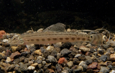 ハカタスジシマドジョウ