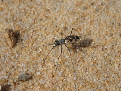 カワラハンミョウ