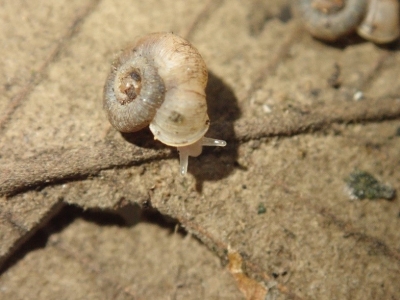 ミヤザキムシオイ