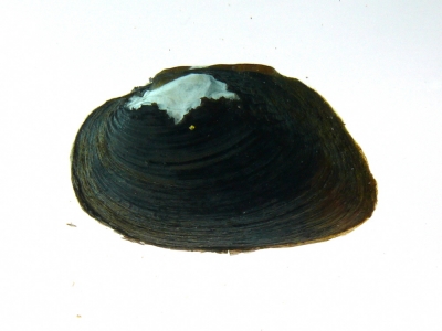 オバエボシガイ