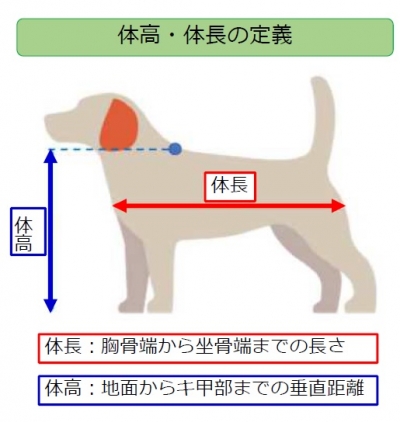 体高体長