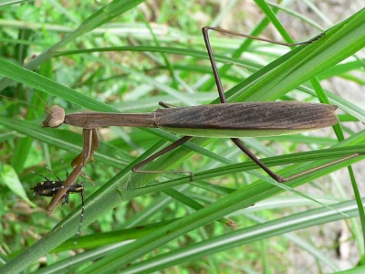 オオカマキリ