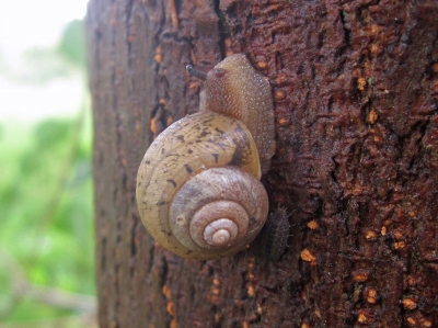 ウスカワマイマイ