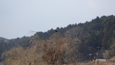 木の上にとまっているハシボソガラス