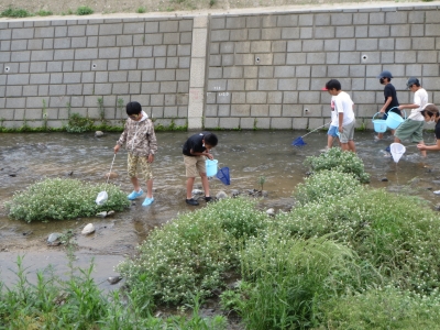 川で網とバケツをもって生きものを探す小学生たち