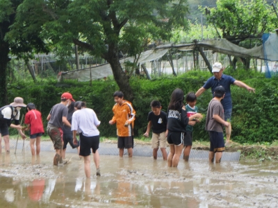 田んぼの中で田植えの指導を受けている小学生たち