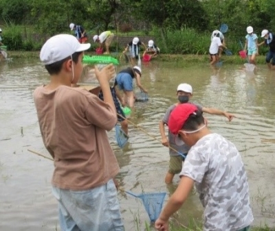 田んぼで生きものを探す小学生と虫かごを除く小学生