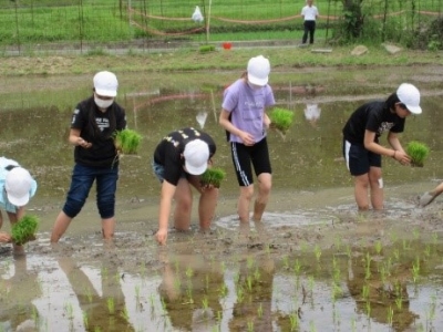 田んぼで苗を植える小学生たち