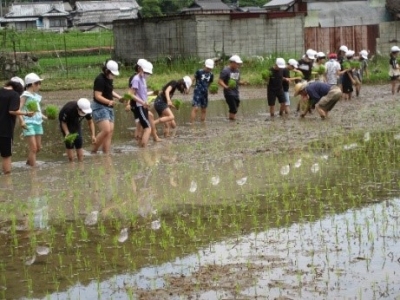 田んぼの中で田植えの指導を受けている小学生たちと植えられた苗