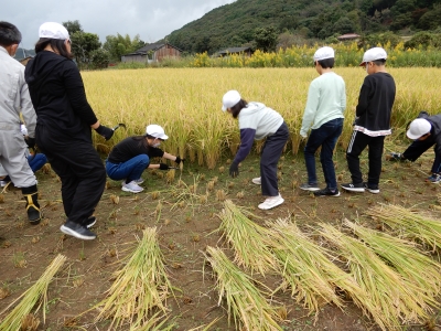 稲を刈る児童たち