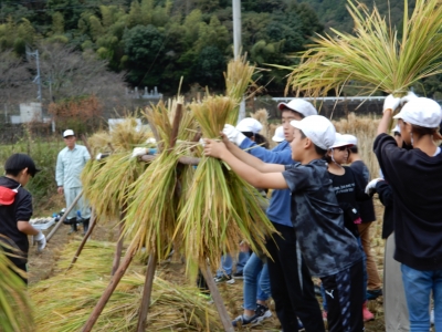 稲を竿にかける児童たち