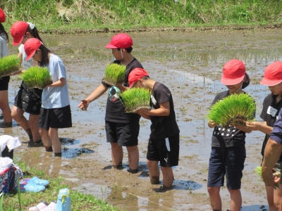 田んぼに苗を植える児童たち