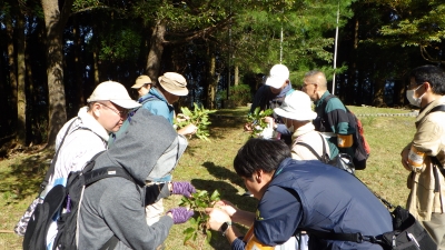 どんぐりの来年の芽を探し中