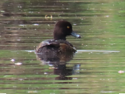 キンクロハジロ♀