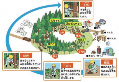 森林を育てるサイクル