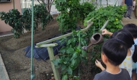 じょうろで野菜に水やりをする園児