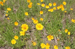 オオキンケイギクの写真