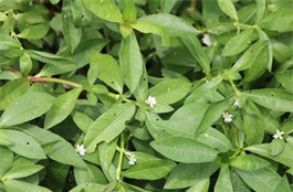 ナガエツルノゲイトウの写真