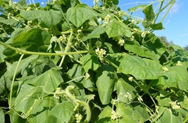 アレチウリの写真