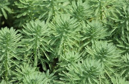 オオフサモの写真