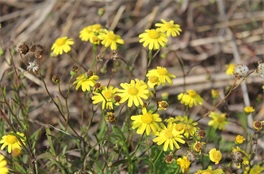 ナルトサワギクの写真