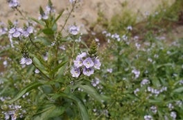 オオカワジシャの写真