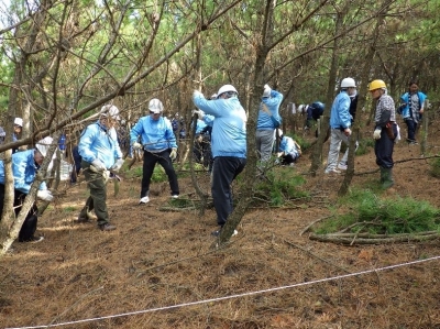 松林の整備