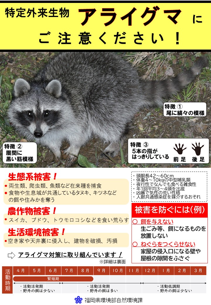 アライグマリーフレットオモテ