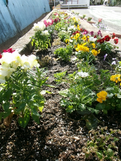 入部小学校　花壇写真