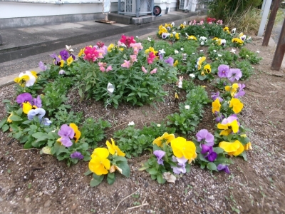 後藤寺小学校　花壇写真