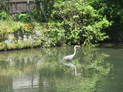 探鳥会２